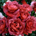Саджанці троянд сорт Hot Chocolate (Хот Какао)