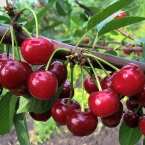 Вишня сорт Іграшка, підщепа магалєпка Вишня сорт Іграшка, підщепа магалєпка