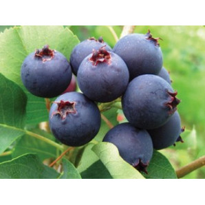 Ірга Хонейвуд, 2 річна контейнер 5 л Ірга Хонейвуд, 2 річна контейнер 5 л