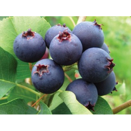 Ірга Хонейвуд, 2 річна контейнер 5 л