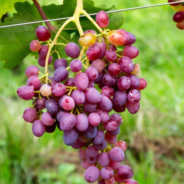 Виноград сорт Императрица, 120-125 дней, конт. 1.7 л
