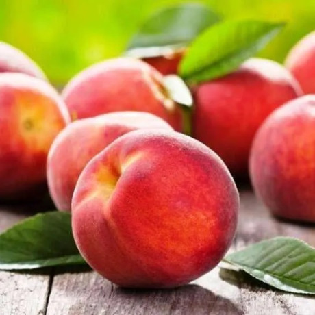 Персик сорт Инка, подвой жердель Персик сорт Инка, подвой жердель