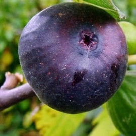 Інжир сорт Фіолетовий 1 річний, конт. P9