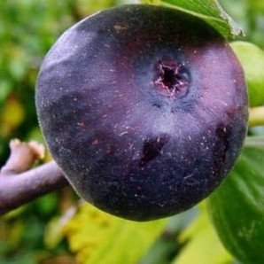 Інжир сорт Фіолетовий 1 річний, конт. P9 Інжир сорт Фіолетовий 1 річний, конт. P9