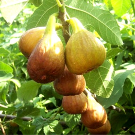 Інжир сорт Кадота 1 річний, конт. P9