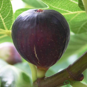 Інжир сорт Київський великоплідний 1 річний, конт. P9 Інжир сорт Київський великоплідний 1 річний, конт. P9