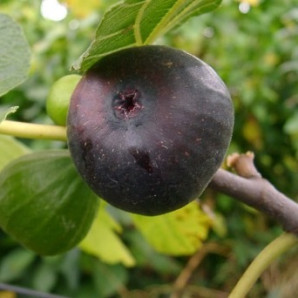 Інжир сорт Муасон чорний Кримський 1 річний, конт. P9 Інжир сорт Муасон чорний Кримський 1 річний, конт. P9