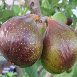 Інжир сорт Olympian 1 річний, конт. P9 Інжир сорт Olympian 1 річний, конт. P9