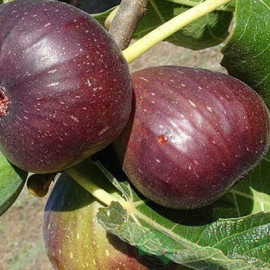 Инжир сорт Рандино, конт. P9