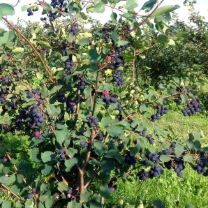 Ірга сорт Smokey 2 річна, напівупакована Ірга сорт Smokey 2 річна, напівупакована