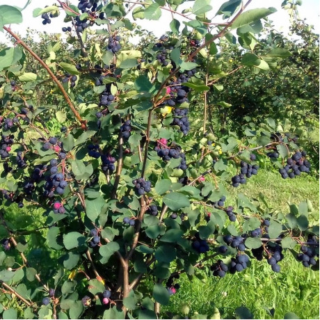 Ірга сорт Smokey 2 річна, напівупакована Ірга сорт Smokey 2 річна, напівупакована