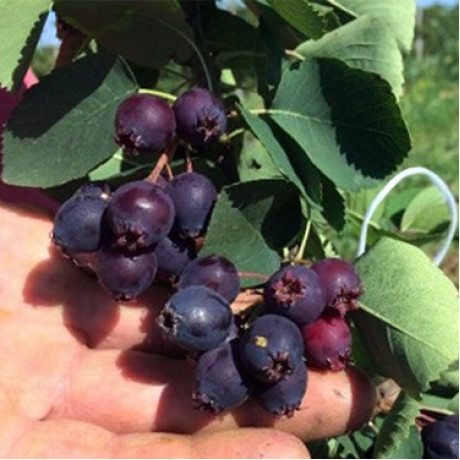 Ірга сорт Thiessen 2 річна, конт. 1.5 л