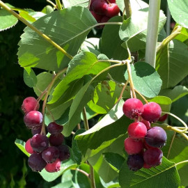 Ірга сорт Honeywood 2 річна, напівупакована