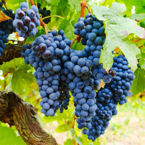 Виноград сорт Изабелла, полуупакованный