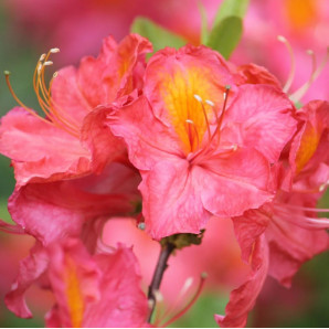 Азалия сорт Juanita 1 летняя, in vitro (полуупакованая) Азалия сорт Juanita 1 летняя, in vitro (полуупакованая)