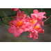 Азалия сорт Juanita 1 летняя, in vitro (полуупакованая)