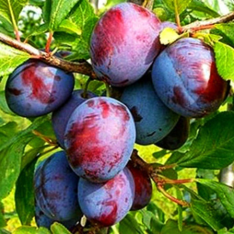 Саженцы сливы сорт Кабардинская Ранняя