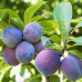 Саженцы сливы сорт Кабардинская Ранняя