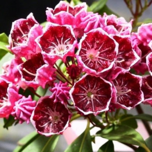 Кальмия широколистная сорт Kaleidoscope, in vitro (полуупакованая)