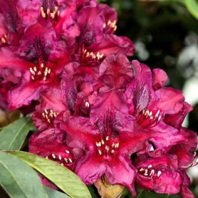 Рододендрон Kali 1 летний, конт. P9 Рододендрон Kali 1 летний, конт. P9