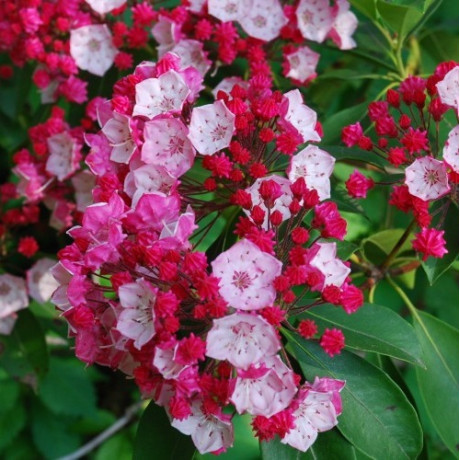 Кальмия широколистная сорт Pinkobello 1 летняя, in vitro (полуупакованая) Кальмия широколистная сорт Pinkobello 1 летняя, in vitro (полуупакованая)