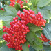 Калина красная сорт Эликсир 1.5 летняя, конт. P9