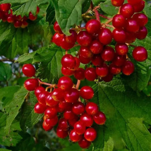 Калина красная сорт Эликсир 1.5 летняя, конт. P9 Калина красная сорт Эликсир 1.5 летняя, конт. P9