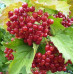 Калина красная сорт Эликсир 1.5 летняя, конт. P9
