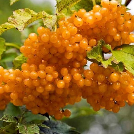 Калина Xanthocarpum обычная желтая 1 летняя, конт. P9