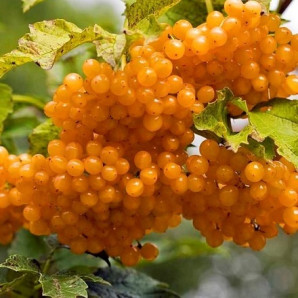 Калина Xanthocarpum обычная желтая 2 летняя, конт. P9 Калина Xanthocarpum обычная желтая 2 летняя, конт. P9