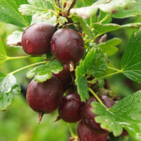 Крыжовник Каптиватор 1 летний, конт. P9