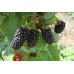 Саженцы ежевики сорт Карака Блэк,  1 летние, конт. 1.1 л