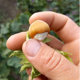 Фундук сорт Карамановский