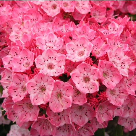 Кальмия широколистная сорт Kardinal, конт. P9 Кальмия широколистная сорт Kardinal, конт. P9