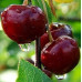 Вишня середня сорт Кармін Джуел