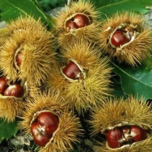  Каштан съедобный американский (castanea dentata) 2 летний, конт. 2 л