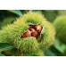 Каштан їстівний американський (castanea dentata) 2 річний, конт. 2 л