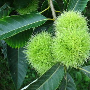  Каштан съедобный (castanea sativa) 2 летний, конт. 2 л