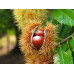 Каштан їстівний (castanea sativa) 2 річний, конт. 2 л