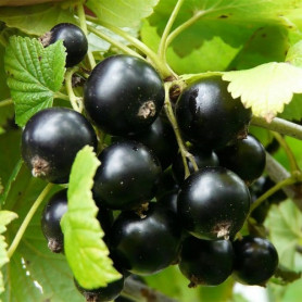 Смородина сорт Казкова 1 летняя, ОКС Смородина сорт Казкова 1 летняя, ОКС