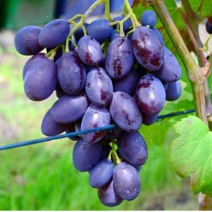 Виноград сорт Каталония, полуупакованный Виноград сорт Каталония, полуупакованный