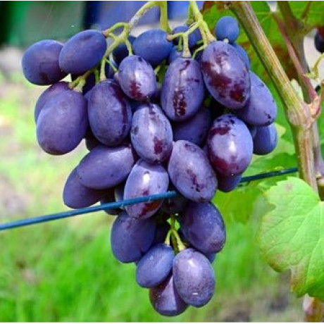 Виноград сорт Каталония, полуупакованный Виноград сорт Каталония, полуупакованный