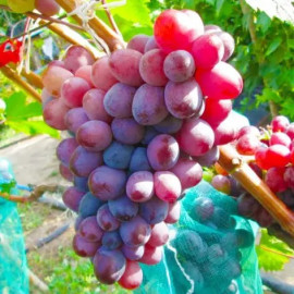 Виноград сорт Сказка, 125-130 дней, конт. 1.7 л