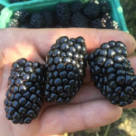 Саженцы ежевики сорт Кеддо 1 летние, конт. P9 Саженцы ежевики сорт Кеддо 1 летние, конт. P9