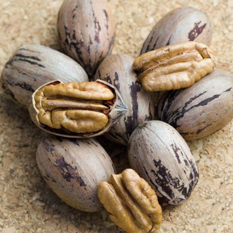 Саженцы ореха пекан сорт Kiowa 2 летние, конт. 2 л Саженцы ореха пекан сорт Kiowa 2 летние, конт. 2 л