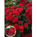 Саженцы роз сорт Claret Pixie (Кларет Пикси)