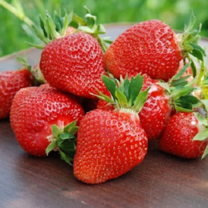 Полуниця сорт Клері в касетах, 28 осередків