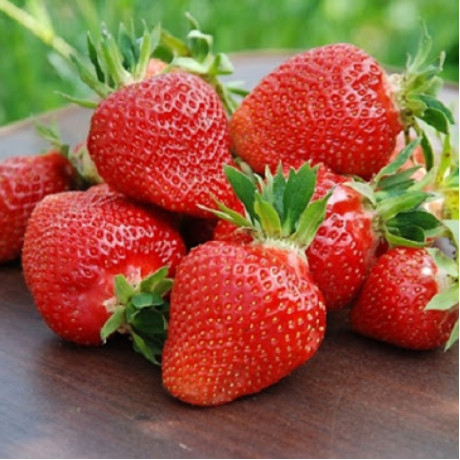 Полуниця сорт Клері в касетах, 77 осередків