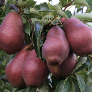 Саженцы груши летней сорт Клон Ред Уильямс, подвой ВА-29 Саженцы груши летней сорт Клон Ред Уильямс, подвой ВА-29