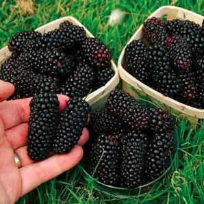 Саженцы ежевики сорт Коламбия Гигант 1 летние, конт. P9